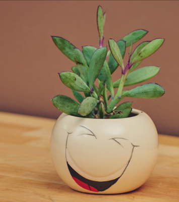 Сукулент - широколистен