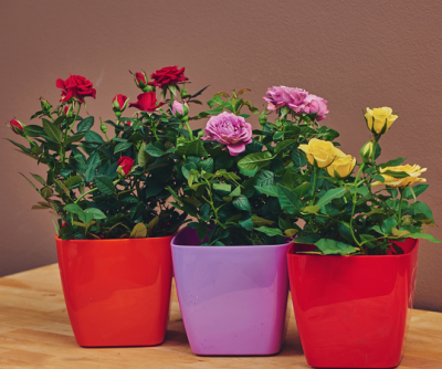 Рози в саксия - три